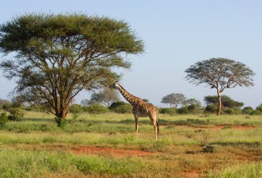 Afrika zürafası.