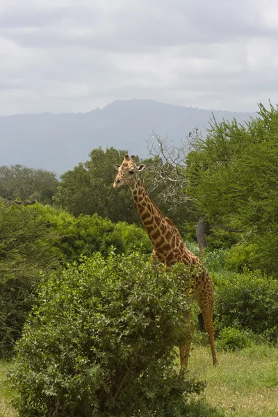 Girafe africaine — Photo