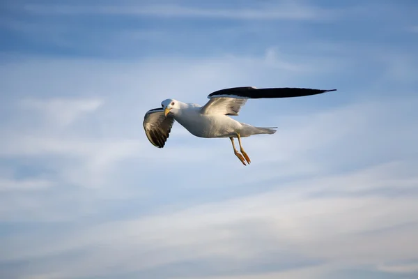 stock image Sea gull