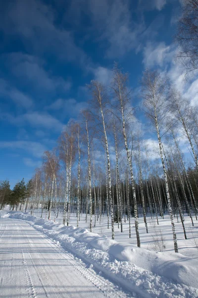 Snow winter — Stock Photo, Image