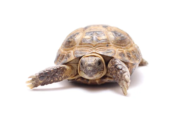 stock image Turtle