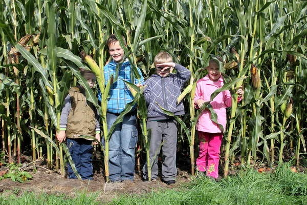 Дети в кукурузе — стоковое фото