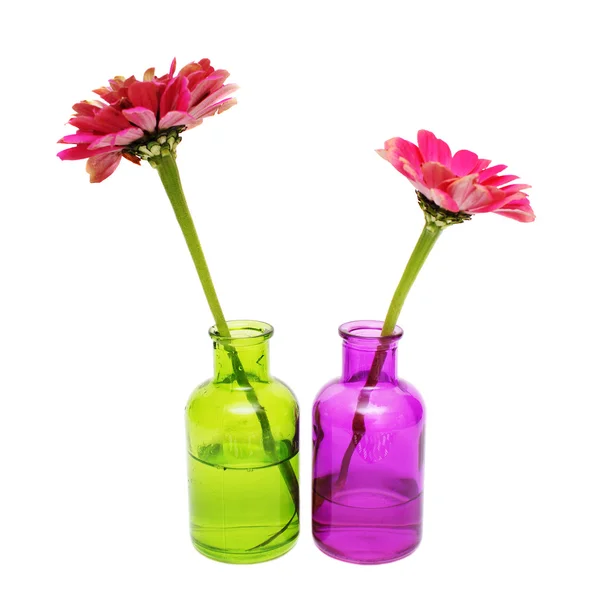 Квітка Цинія Пляшці Водою Стокове Фото
