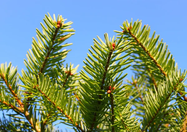 Spruce Pine Groen Zon Tegen Blauwe Hemel Stockfoto