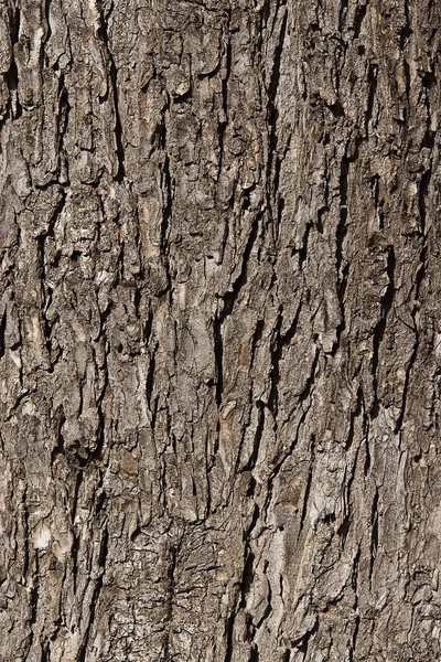 stock image Tree bark