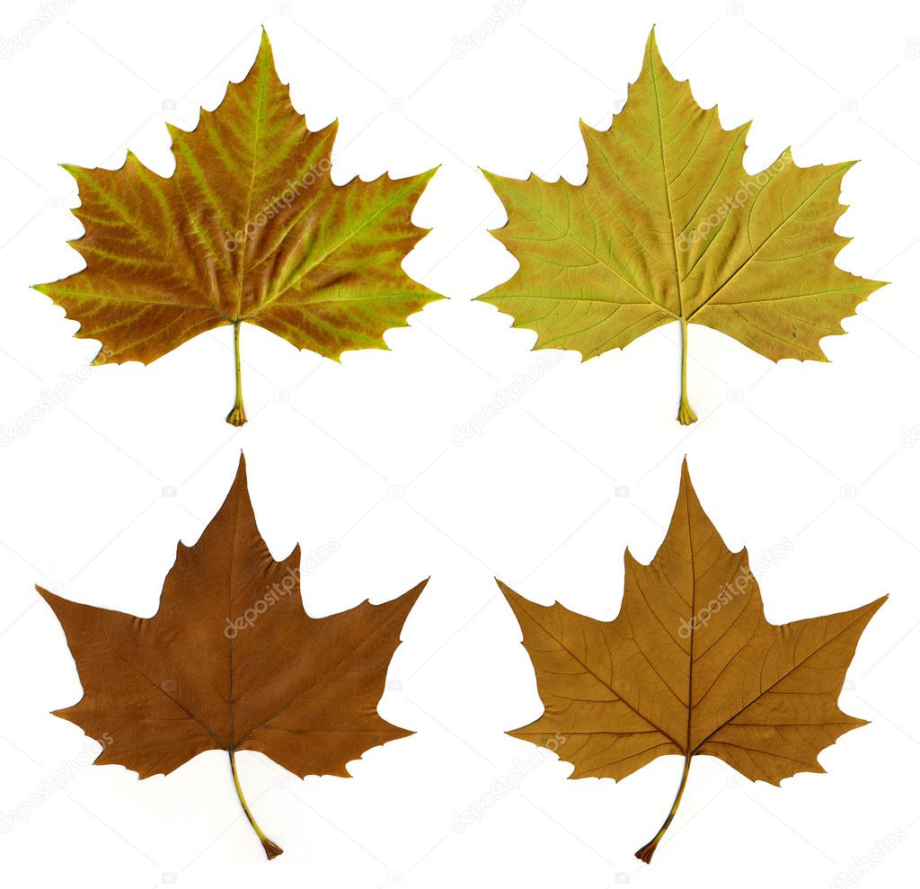 Autumn leaves with clipping path