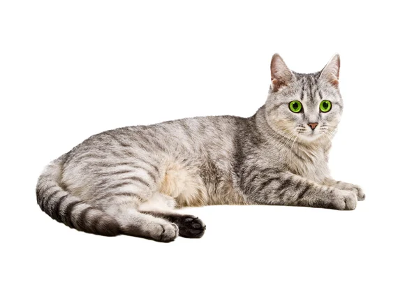 Katze isoliert auf weißem Hintergrund lizenzfreie Stockfotos