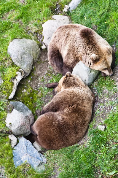 Two brown bears sleeping on a grass — Stok Foto
