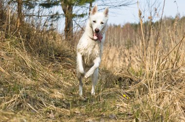 ıslak köpek ahşap üzerine atlama