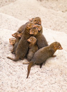 Dwarf mongoose clipart