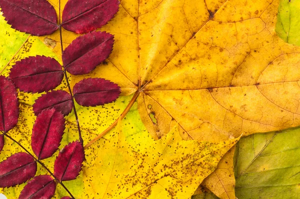 De fallna ner löven — Stockfoto