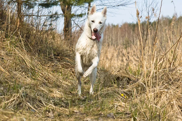 Perro mojado saltando en madera — Foto de Stock