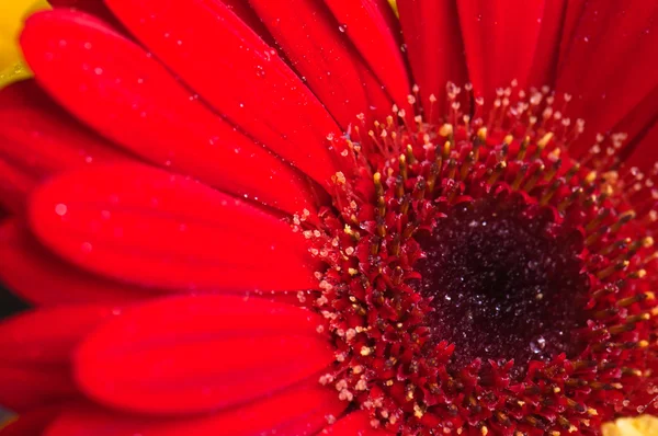 Buquê de outono de flores um perto, um fundo — Fotografia de Stock