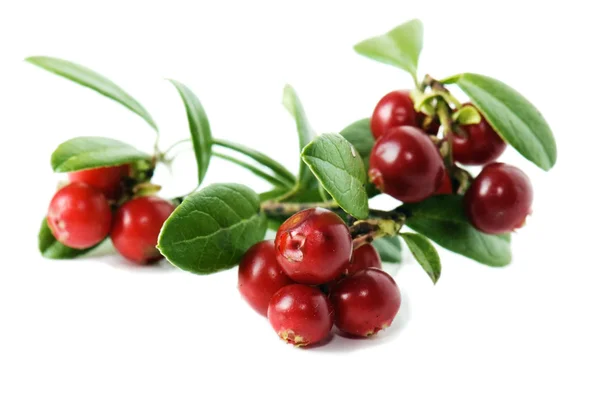 Piros cowberry, elszigetelt, fehér — Stock Fotó