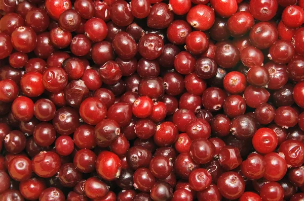 Cowberry vermelho — Fotografia de Stock