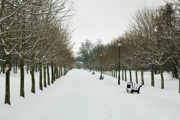 Avenue på vintern — Stockfoto