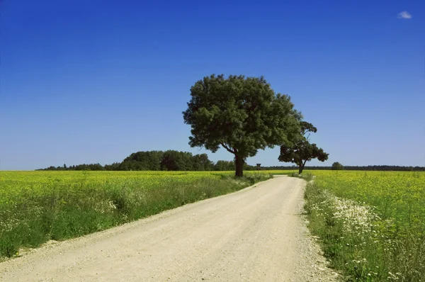 Road among a field — Stock Photo, Image