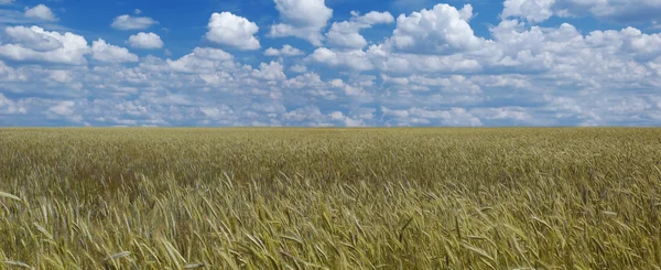 Gouden maïs en blauwe hemel. een panorama — Stockfoto