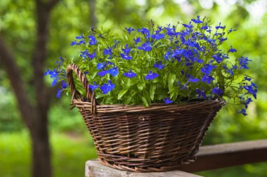 Basket with flowers on a rail clipart