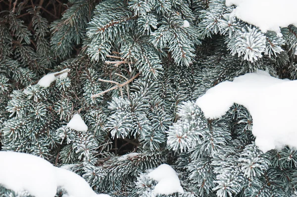 Grenarna på en päls-träd omfattas av rimfrost, bakgrund — Stockfoto