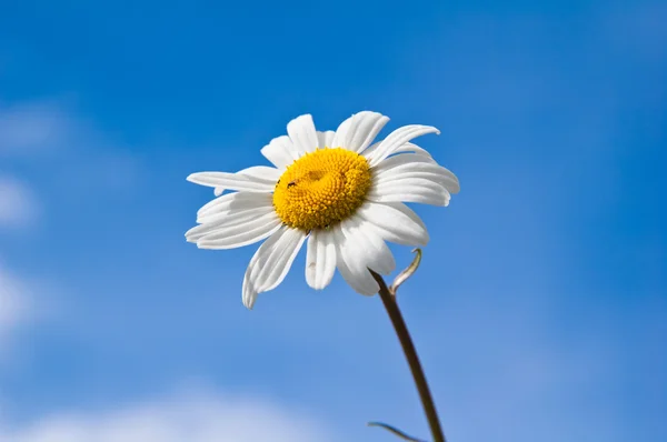푸른 하늘에 대 한 필드 카모마일 꽃 — 스톡 사진