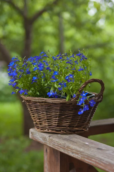 Basket with flowers on a rail — Stock Photo, Image