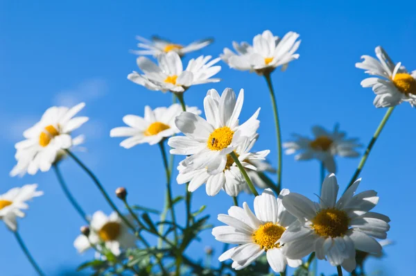 Field chamomile flower against the blue sky — Stock Photo, Image