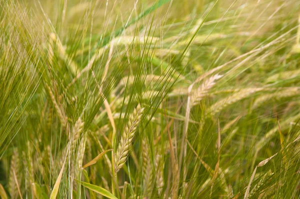 夏季には、小麦の穀物のフィールド — ストック写真