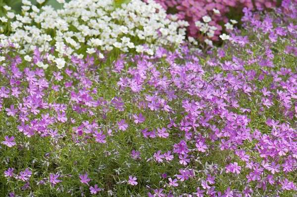 Well-groomed spring garden — Stock Photo, Image