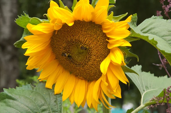 Bijen op een bloem van een zonnebloem — Stockfoto