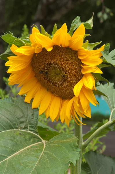Bijen op een bloem van een zonnebloem — Stockfoto