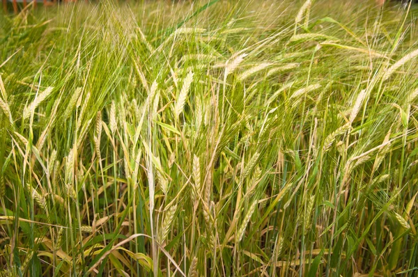 Obilné pole pšenice, v létě — Stock fotografie