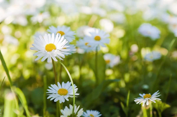Glade of blossoming daisies, close up — Stock Photo, Image
