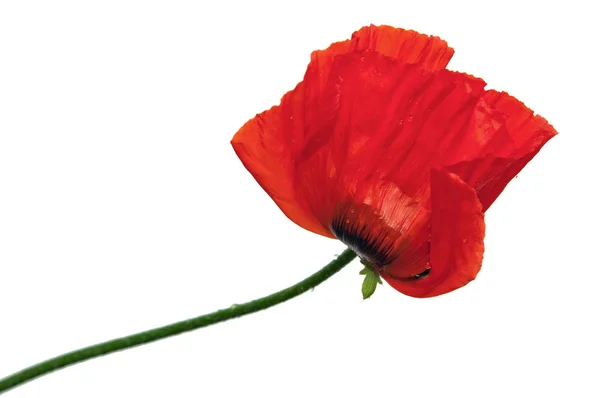 stock image Red poppies after a rain, it is isolated on white