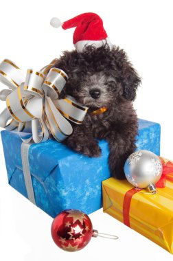 The small puppy of a poodle with New Year's gifts clipart