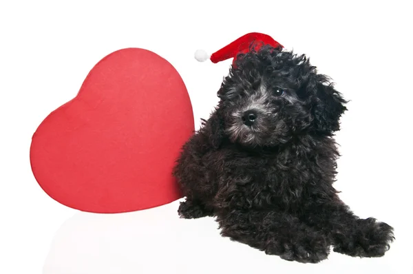The small puppy of a poodle with New Year's gifts — Stock Photo, Image