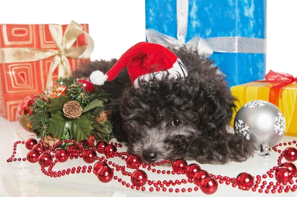 El perrito pequeño del caniche con los regalos de Año Nuevo —  Fotos de Stock
