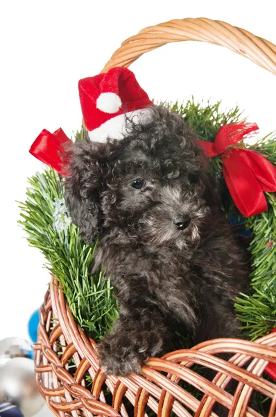 The small puppy of a poodle with New Year's gifts — Stock Photo, Image