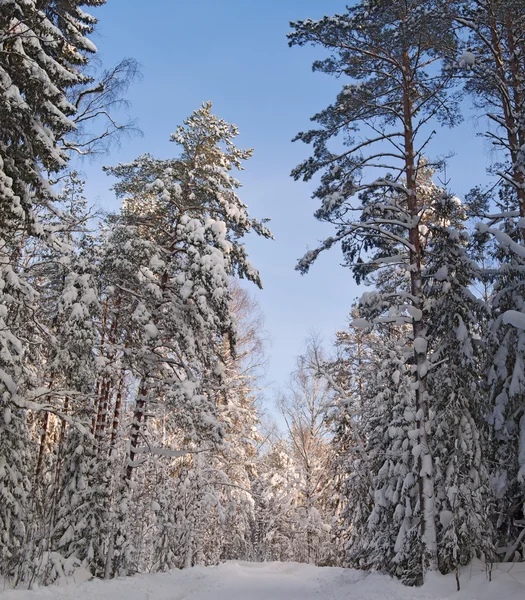 冬の道雪森林風景寒い季節 — ストック写真
