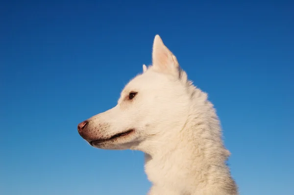 De witte pup — Stockfoto