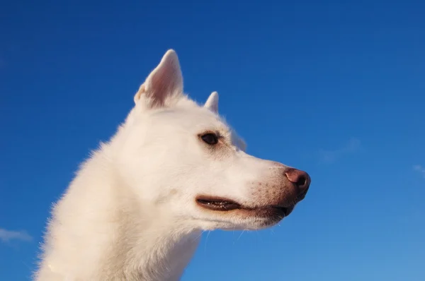 Mavi Gökyüzü Arka Plan Üzerine Beyaz Köpek Yavrusu — Stok fotoğraf