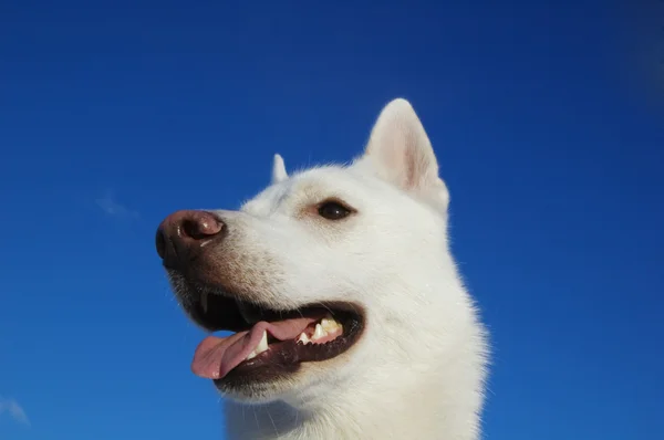 白の子犬 — ストック写真