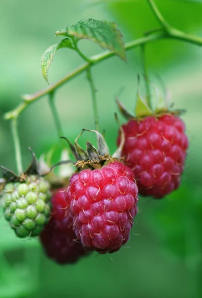 Berries of a raspberry on a branch — Stock Photo, Image