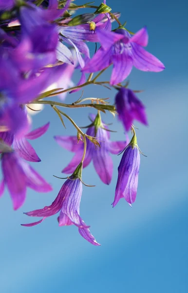 Blumen Handglocken — Stockfoto