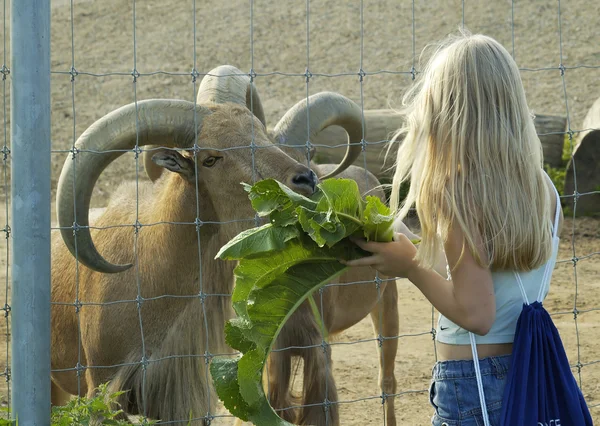 Dívka živí kozy — Stock fotografie