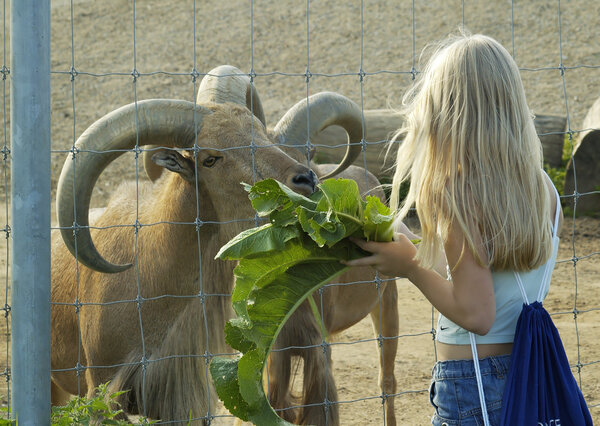 The girl feeds goats