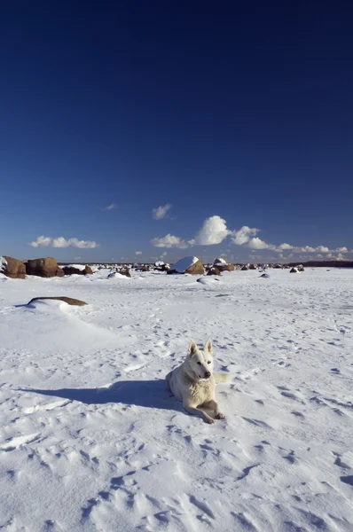 Winterlandschaft mit einem weißen Hund — Stockfoto