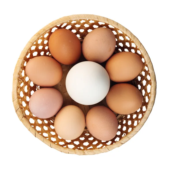 stock image Goose egg and egg