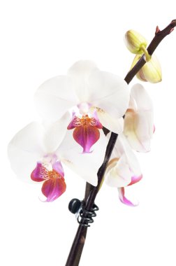 Blossoming orchid clipart