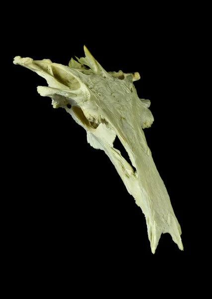 魚類の頭骨 — ストック写真